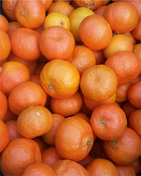 Oranges from the Fullerton Arboretum