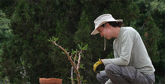 Volunteer planting a tree