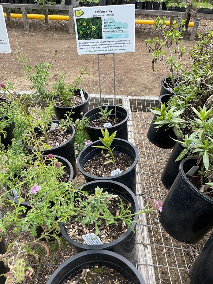 Areboretum plant sale