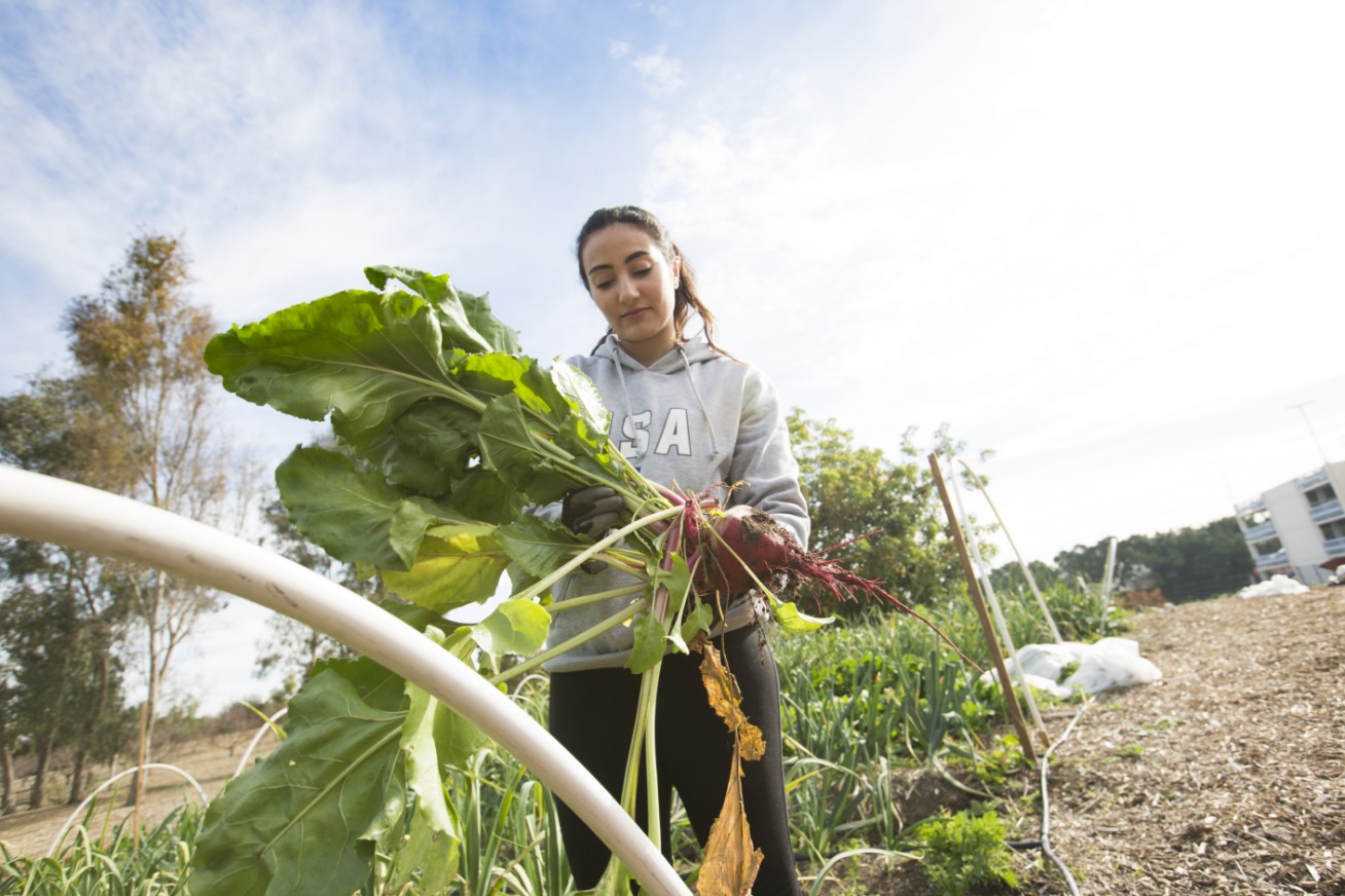 female volunteer harvesting vegetables